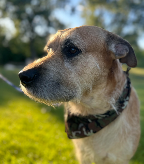 Ziggy, an adoptable Terrier in Brooklyn Center, MN