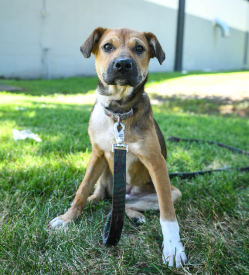Lunchbox*, an adoptable Beagle in Brooklyn Center, MN