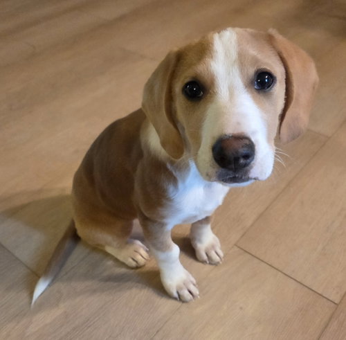 Cricket, an adoptable Beagle in Brooklyn Center, MN