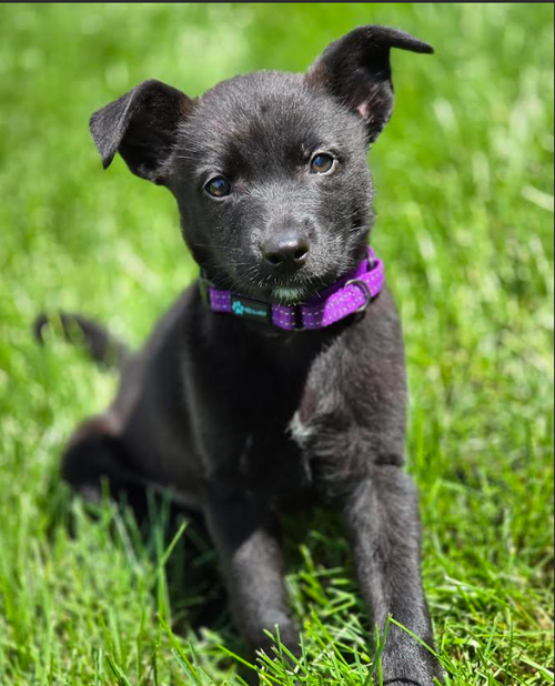 Raven, an adoptable Labrador Retriever in Brooklyn Center, MN