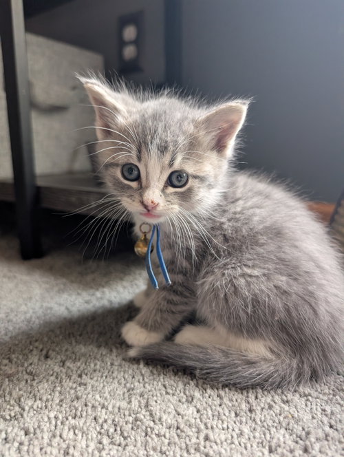 Mochi photo 3