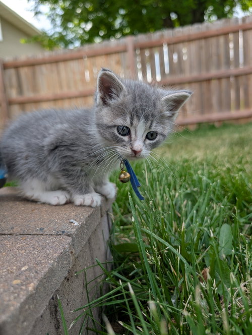 Mochi photo 4