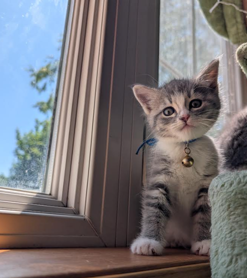 Mochi