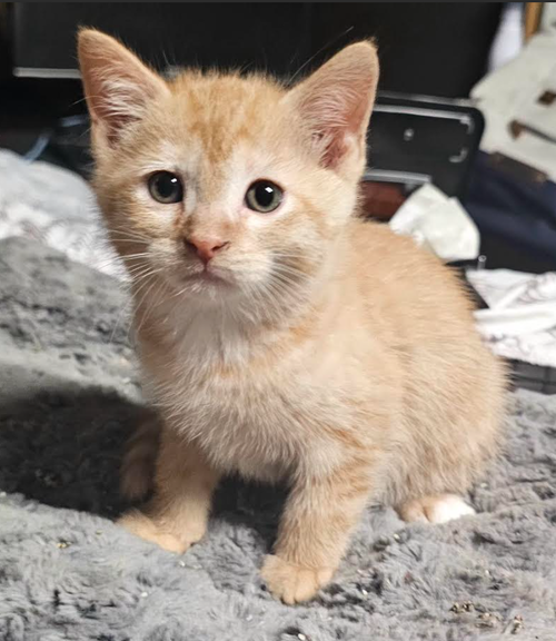 Maui, an adoptable Domestic Short Hair in Brooklyn Center, MN
