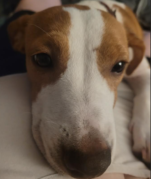 Peanut, an adoptable Dachshund in Brooklyn Center, MN