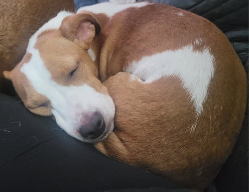 Peanut photo 3