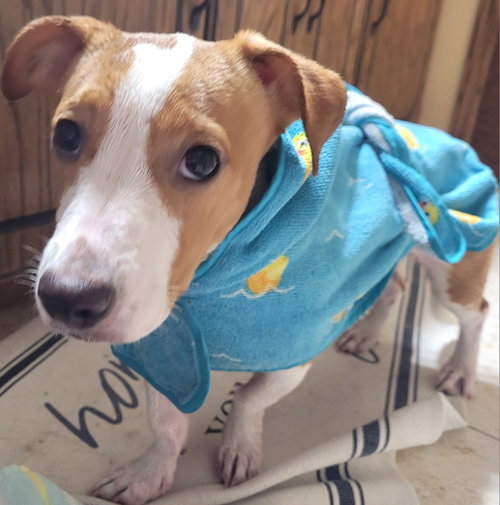 Peanut photo 4