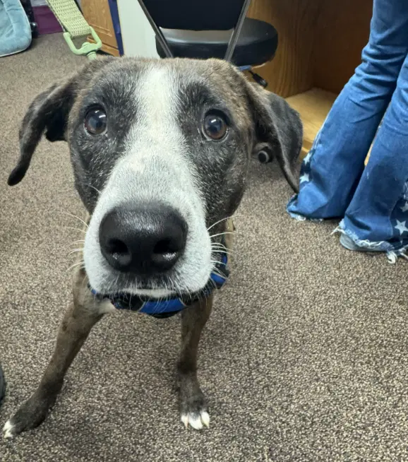 Jack Adams - Catahoula Leopard Dog