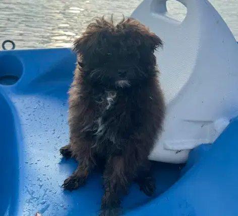 Finn - Pomeranian