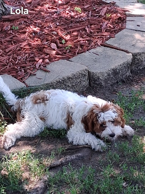 Lola photo 3