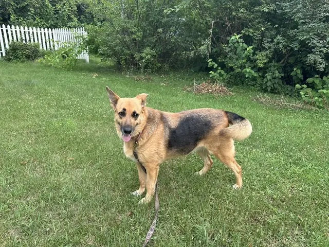 Matilda - Shepherd