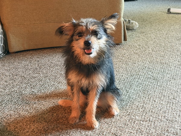 Norma