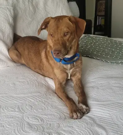 Davie Jones - Labrador Retriever