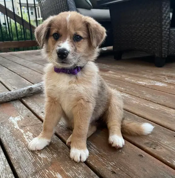 Wren - English Shepherd