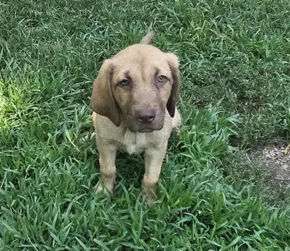 Rio - Labrador Retriever