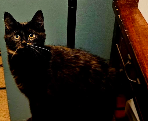 Tortellini O'Neil, a cat for adoption from No Dog Left Behind