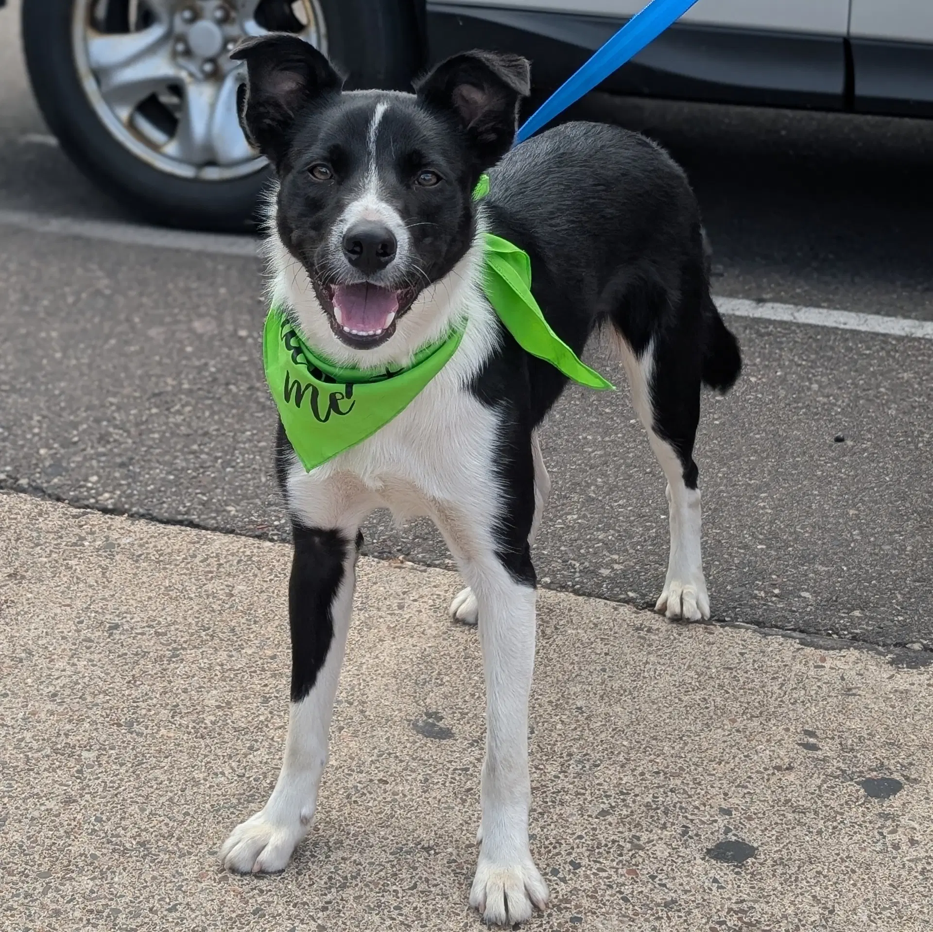Sir Skedaddleton - Collie
