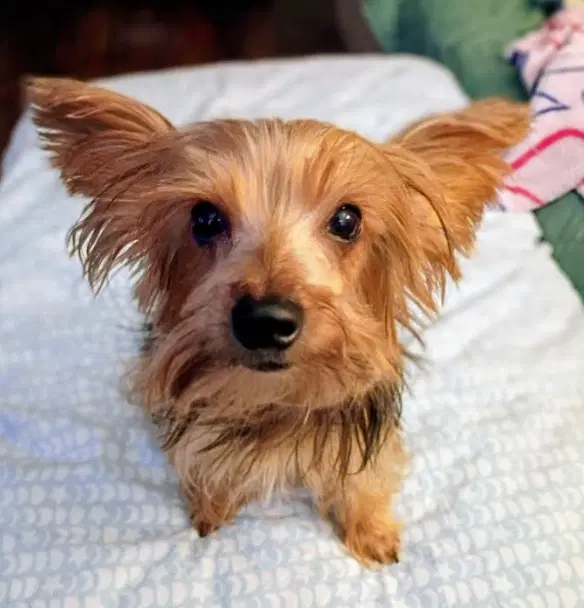 Jack - Yorkshire Terrier Yorkie