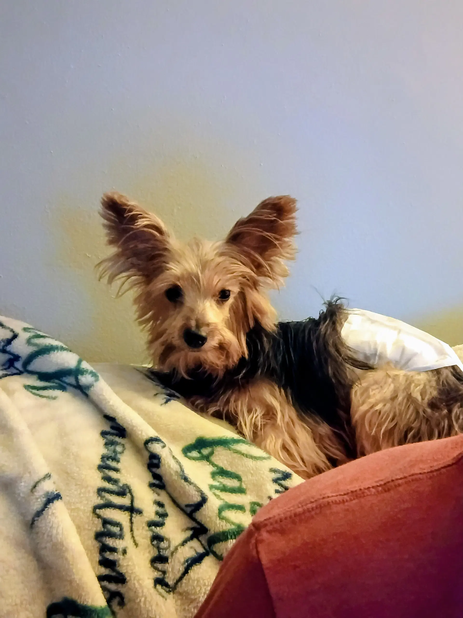 Jack image 2