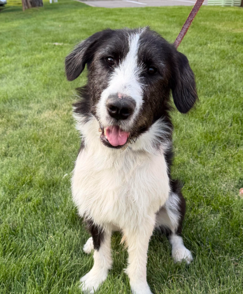 Hammy, a dog for adoption from No Dog Left Behind