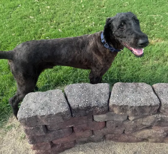 Maui - Great Dane