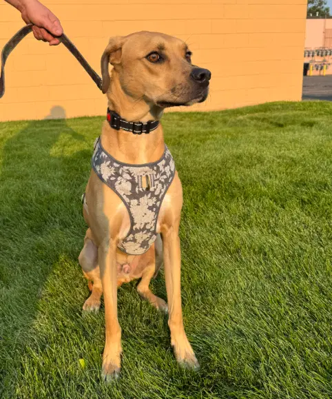Junior - Rhodesian Ridgeback
