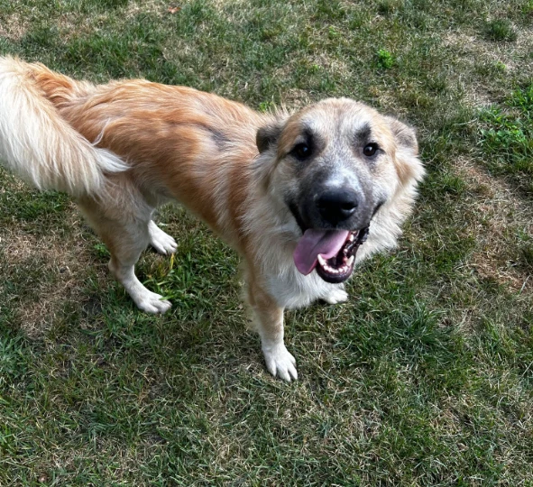 Farley