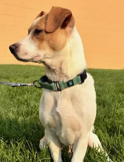 Tiki - Beagle