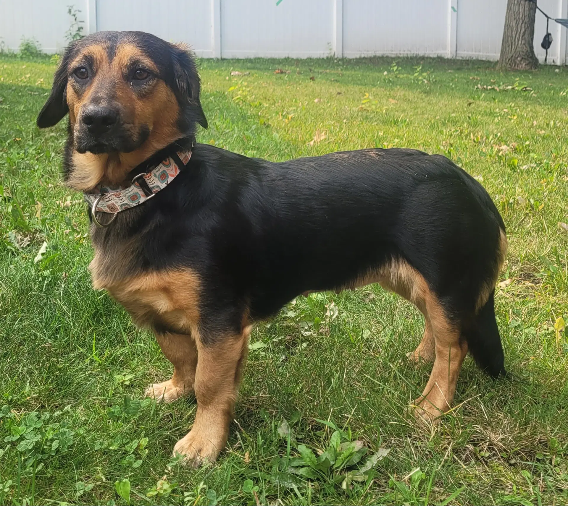 Brandy - Basset Hound