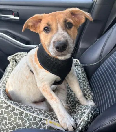 Minnetonka - Australian Cattle Dog/Blue Heeler