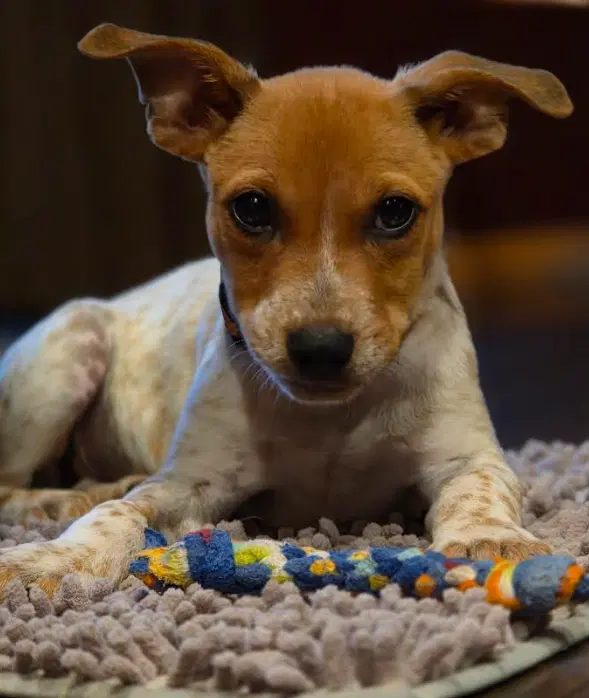 Pepin - Australian Cattle Dog/Blue Heeler