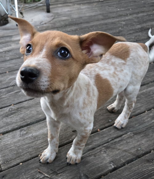 picture of the dog needing adoption