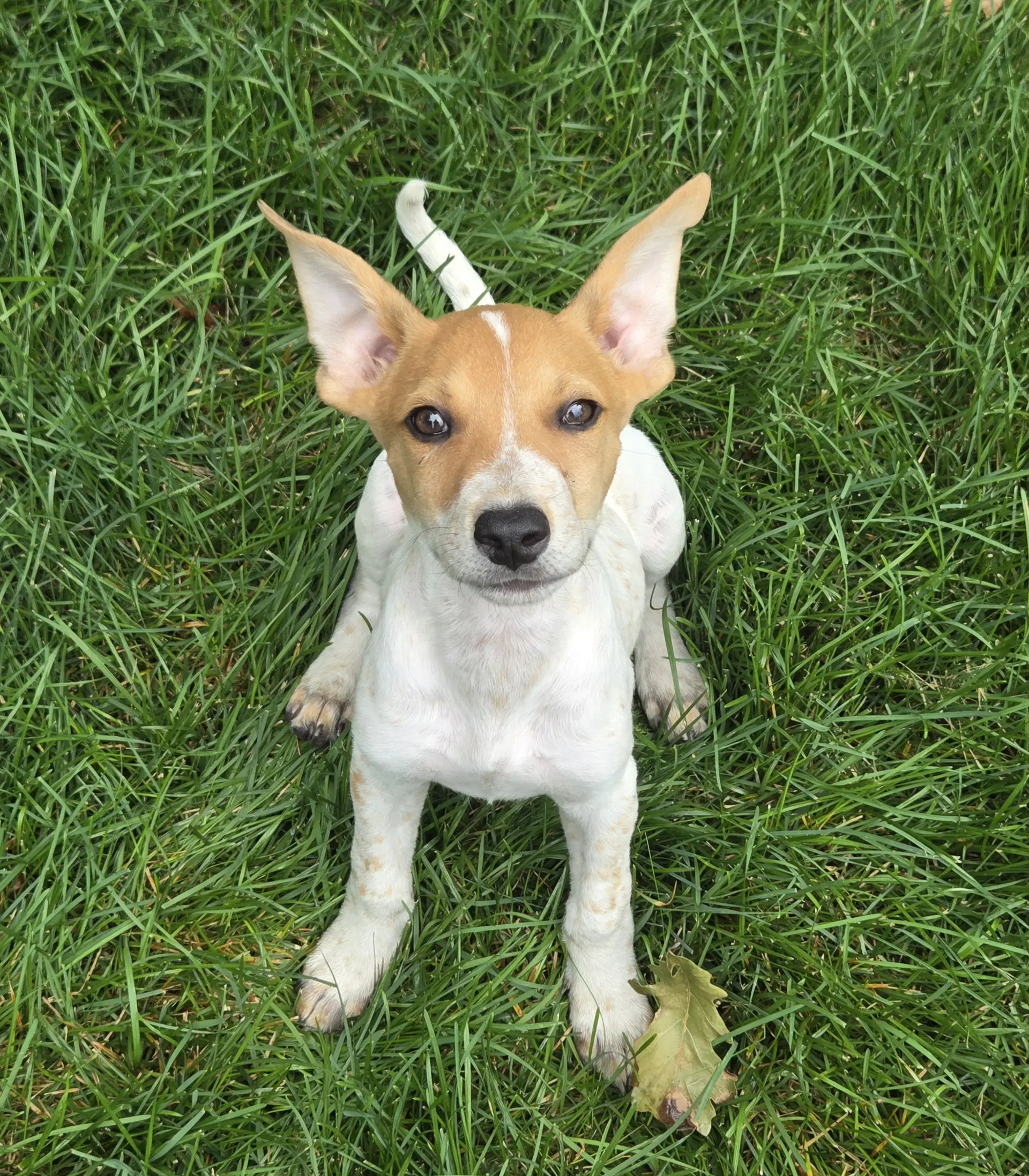 Rainy - Australian Cattle Dog/Blue Heeler