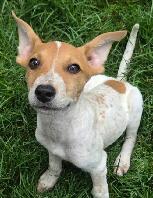 Vermillion - Australian Cattle Dog/Blue Heeler