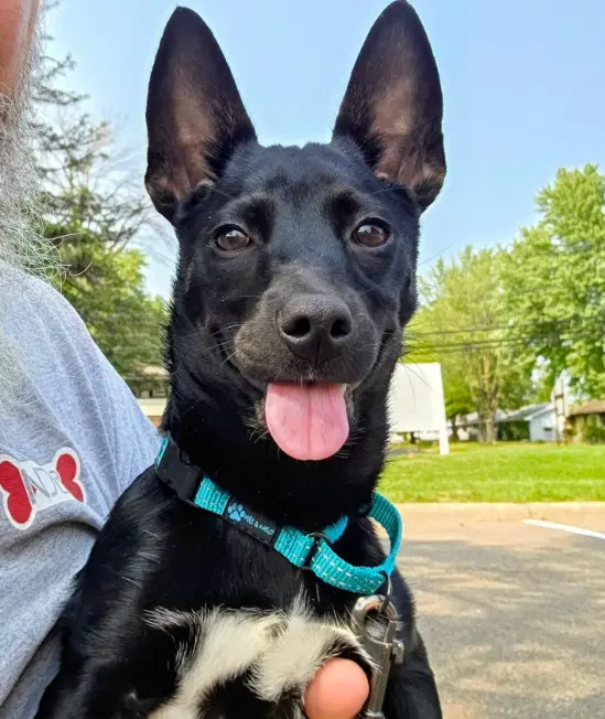 Jelly - Chihuahua