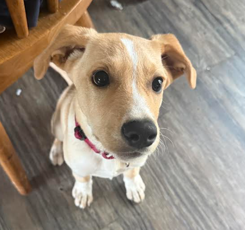 Reuben*, a dog for adoption from No Dog Left Behind