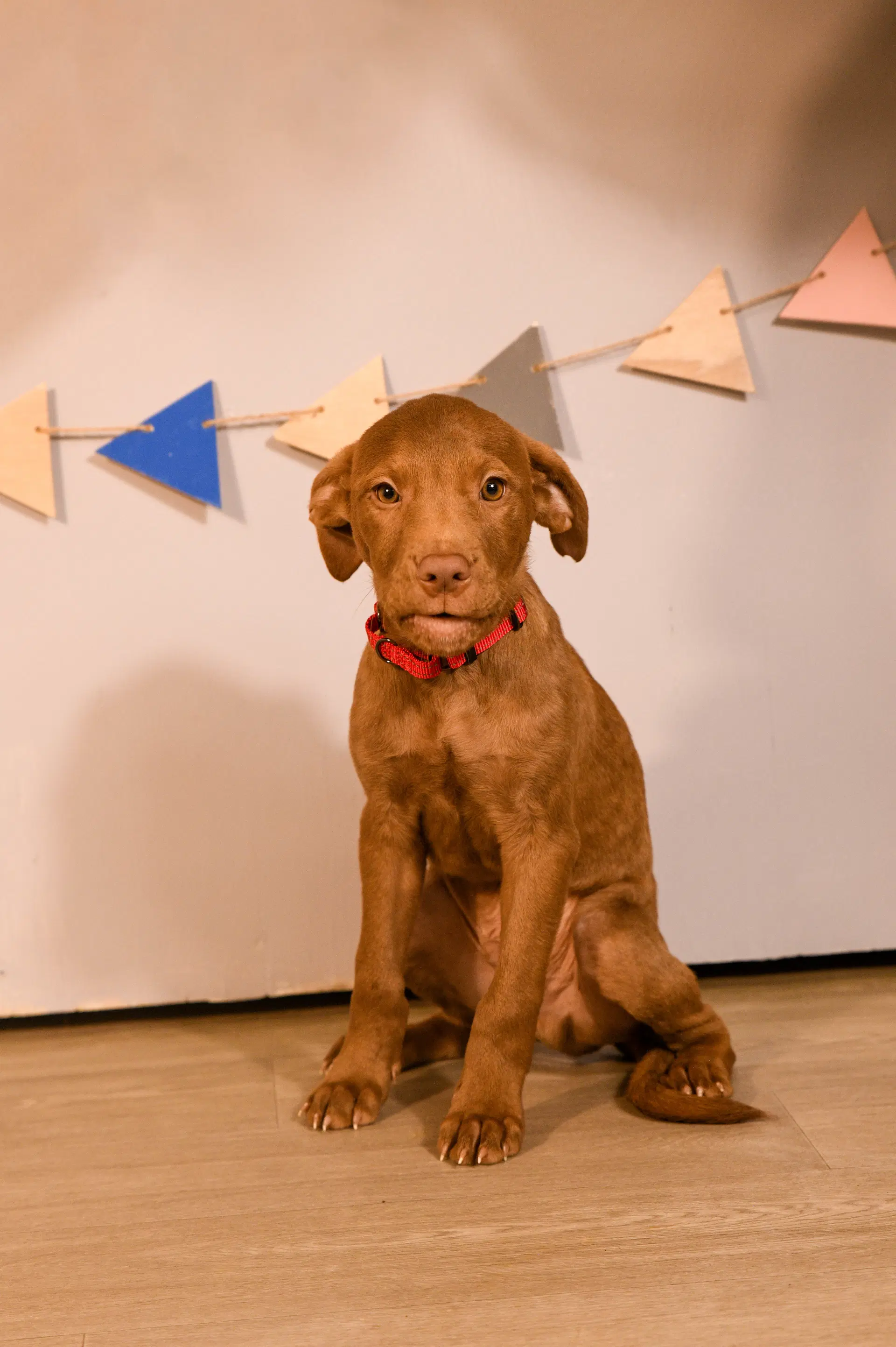 Rodrigo - Chocolate Labrador Retriever
