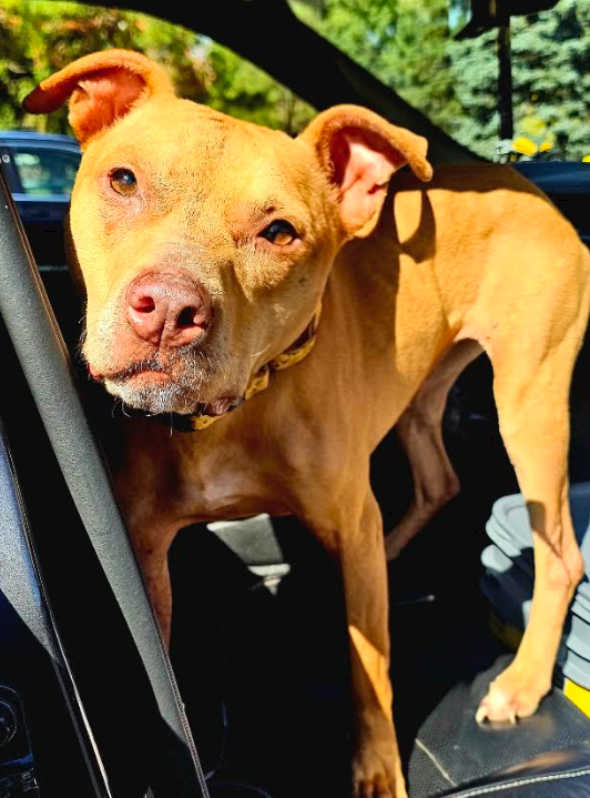 Koa, American Pit Bull Terrier
