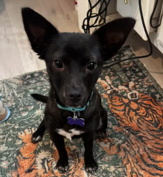 Chilala - Chihuahua