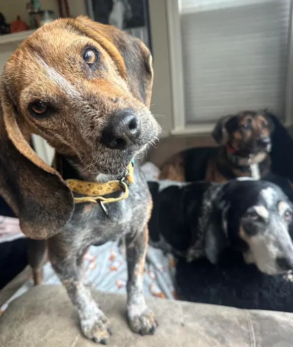 Lottery - Beagle