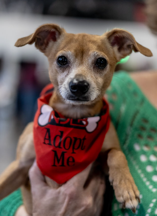 Bubbles, a dog for adoption from No Dog Left Behind