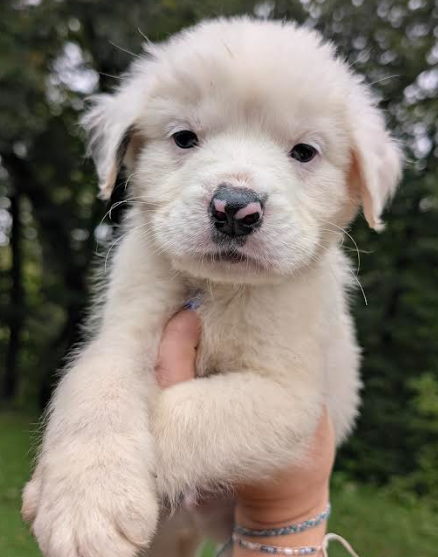 Cheddar, Great Pyrenees