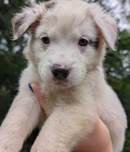 Brie - Great Pyrenees
