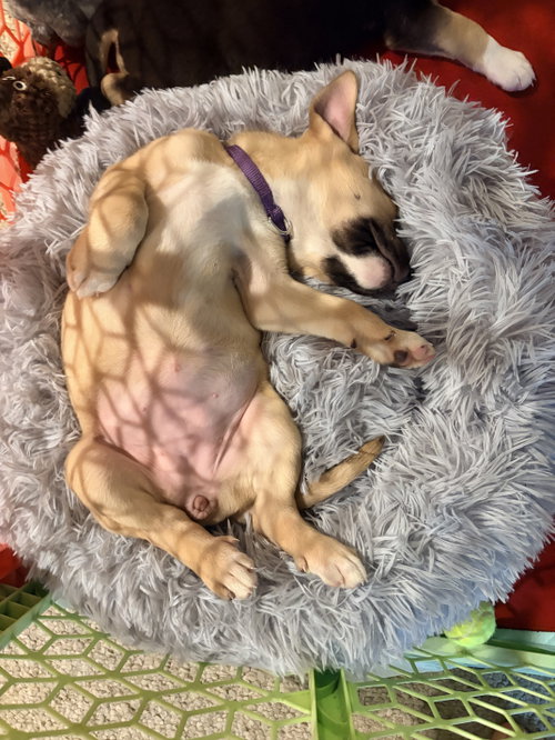 Photo 4 of Colby*