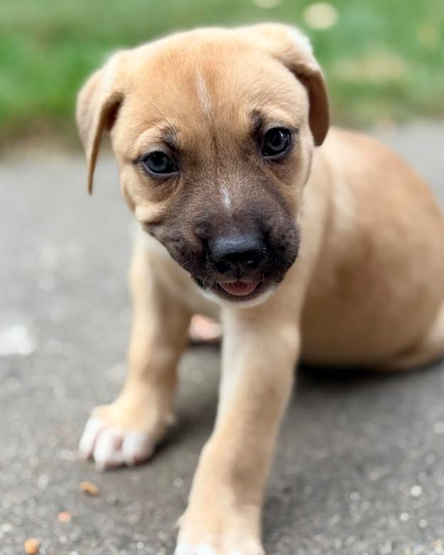 Colby*, a dog for adoption from No Dog Left Behind