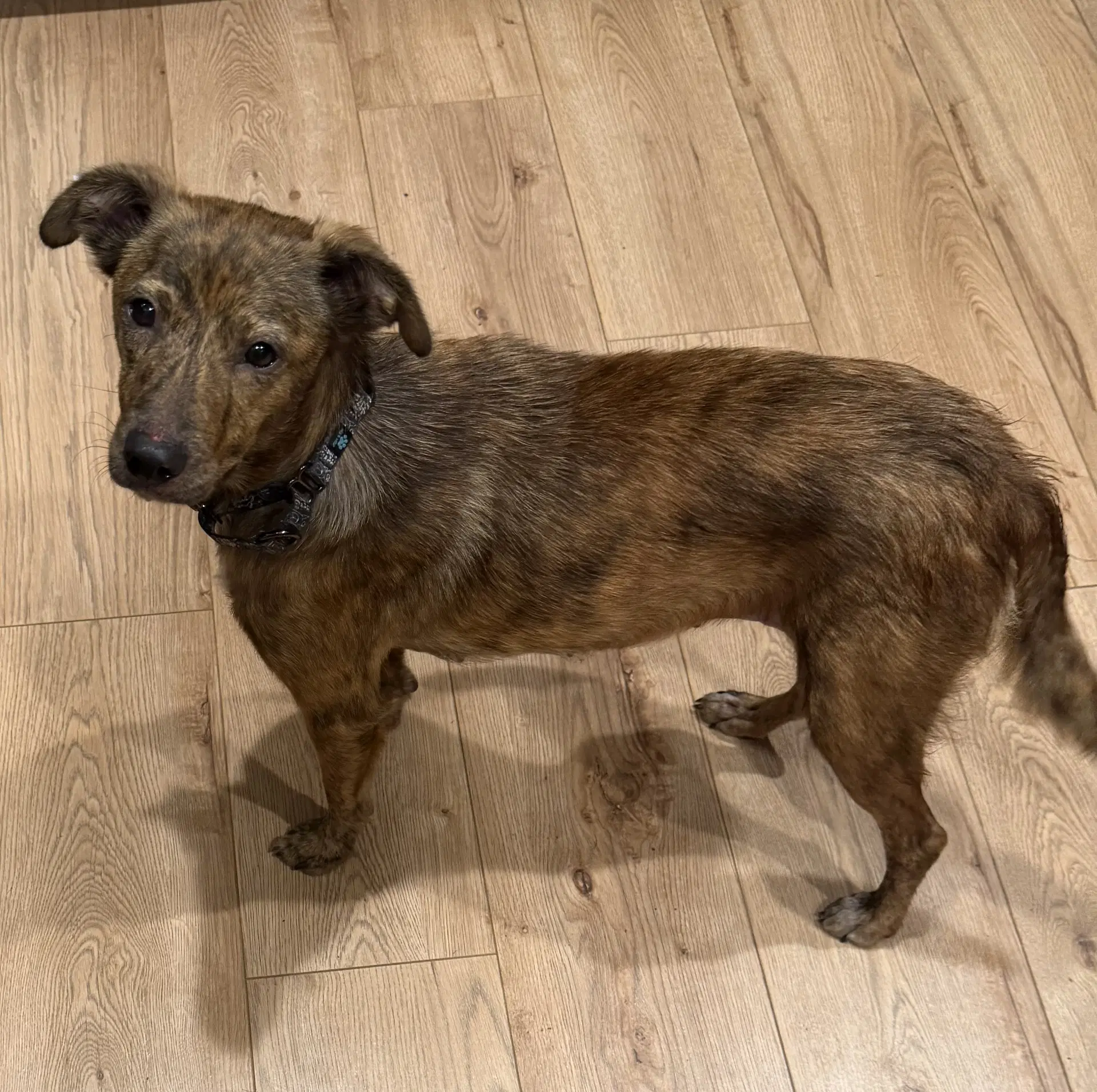 Papaya - Whippet