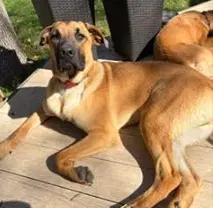 Zeppelin - Great Dane