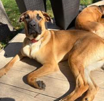Zeppelin, a dog for adoption from No Dog Left Behind