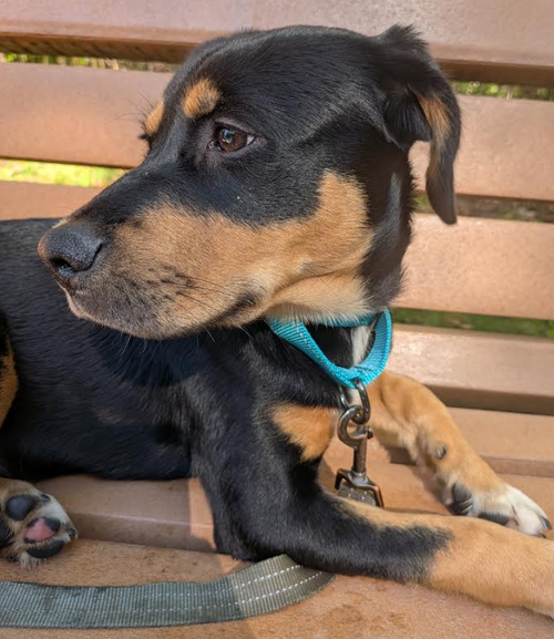 Beijing, a dog for adoption from No Dog Left Behind