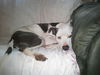 Patch
